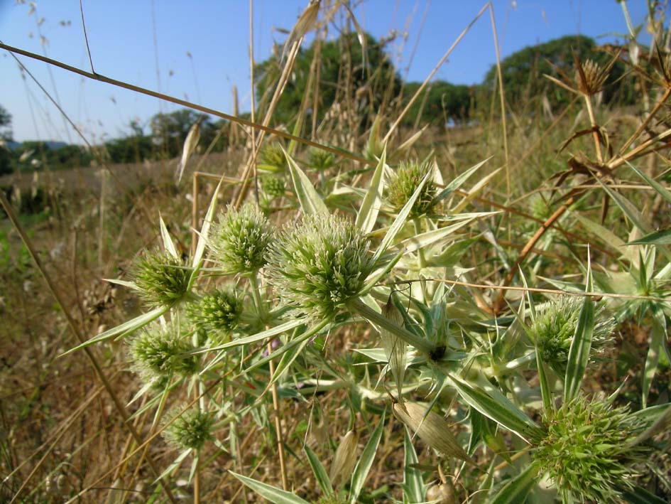 Carlina corymbosa